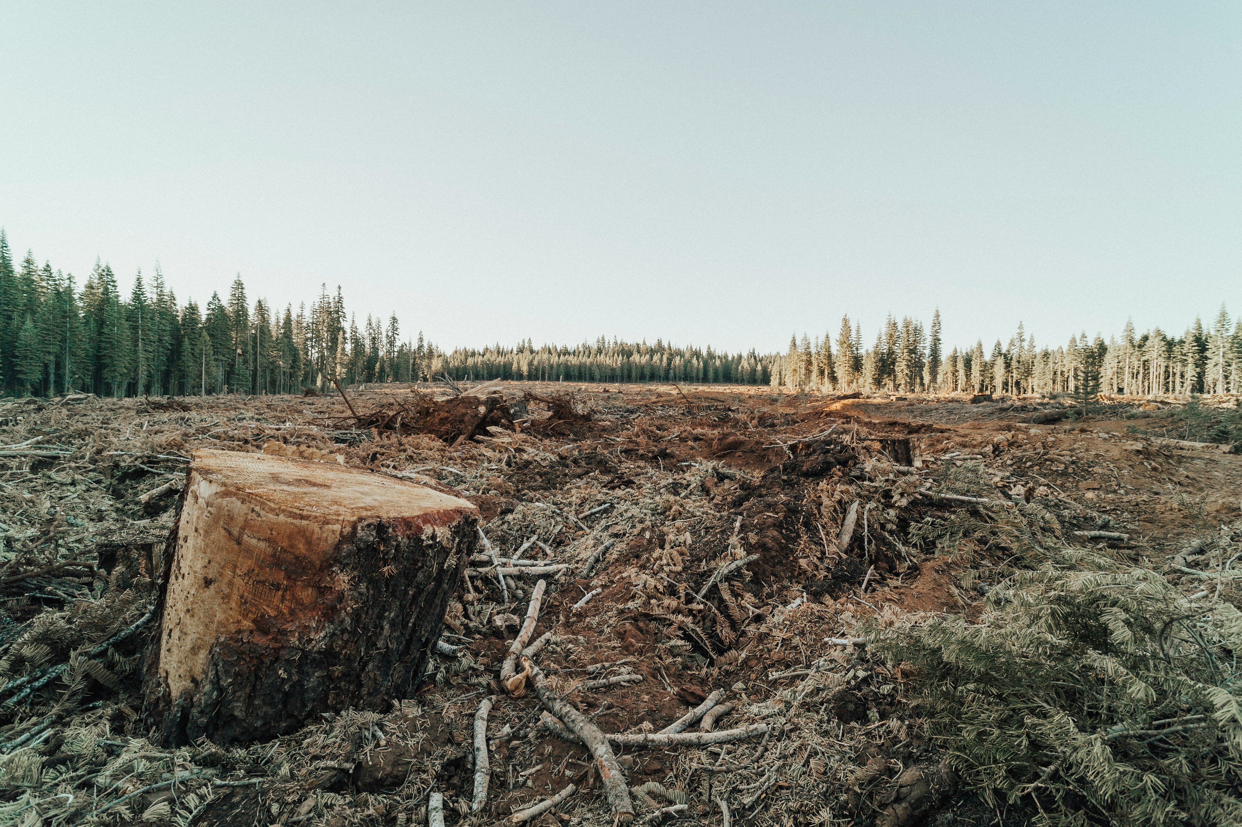 Lutte contre la déforestation